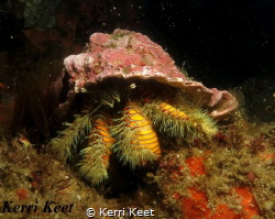 A large Hairy Yellow Hermit crab peers at me from under h... by Kerri Keet 